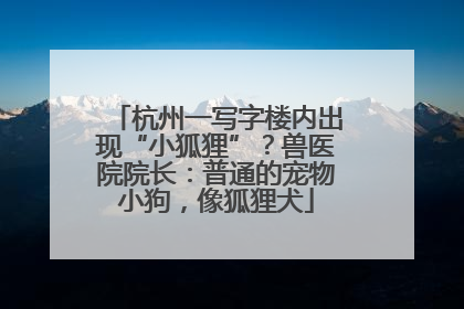 杭州一写字楼内出现“小狐狸”？兽医院院长：普通的宠物小狗，像狐狸犬